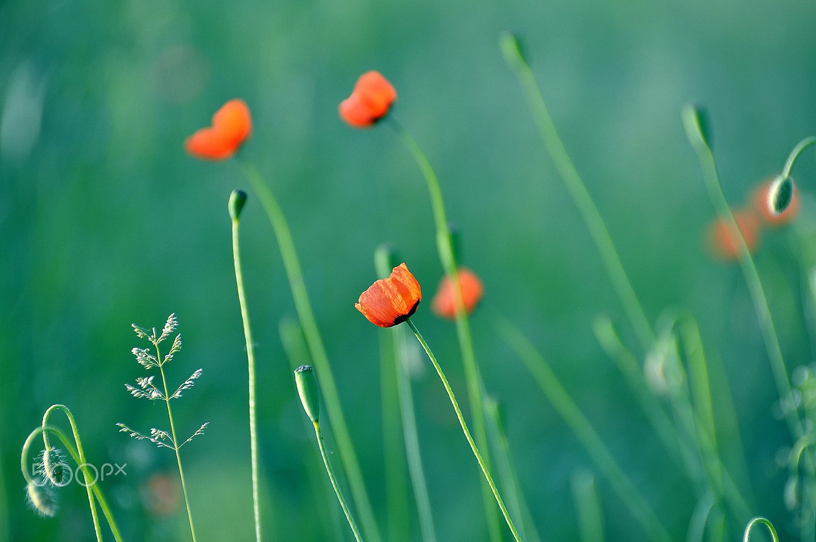 Nikon D5000 sample photo. World of poppies photography