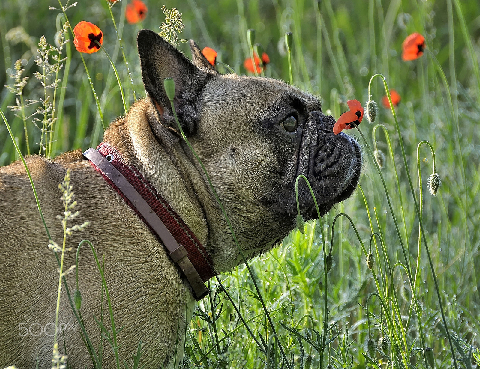 Nikon AF-S DX Nikkor 18-300mm F3.5-5.6G ED VR sample photo. French bulldog try a smell of poppy photography