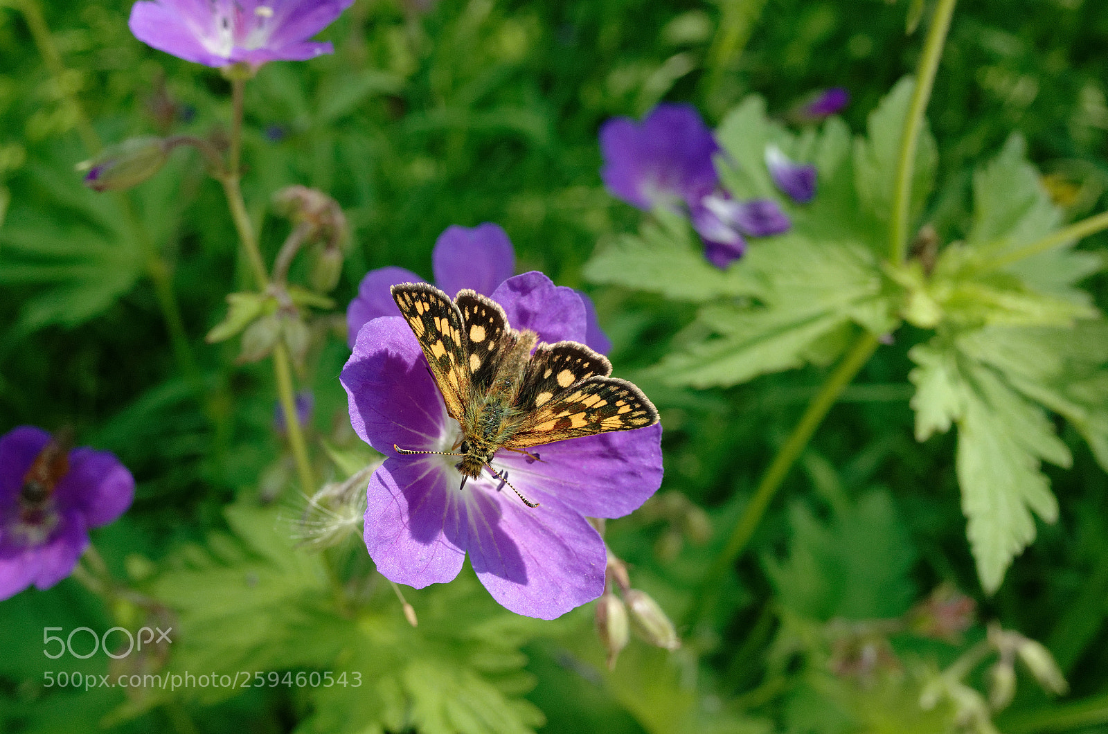 Ricoh GR II sample photo. Chequered skipper on geranium photography