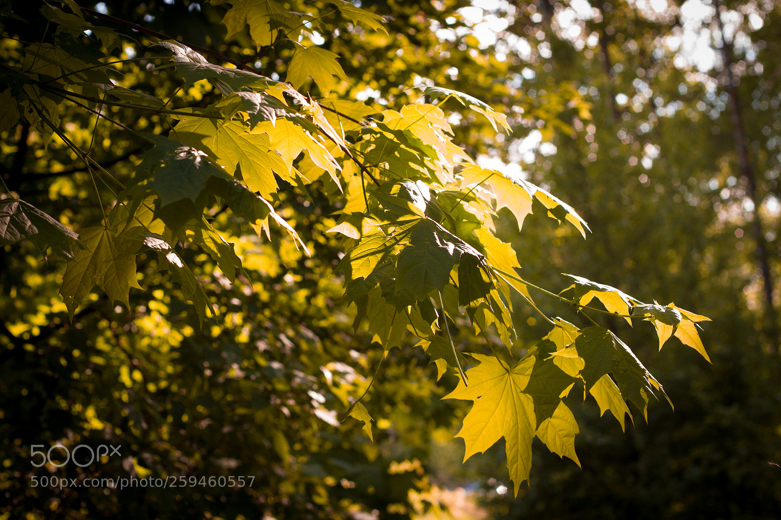 Canon EOS 7D sample photo. Forest photography