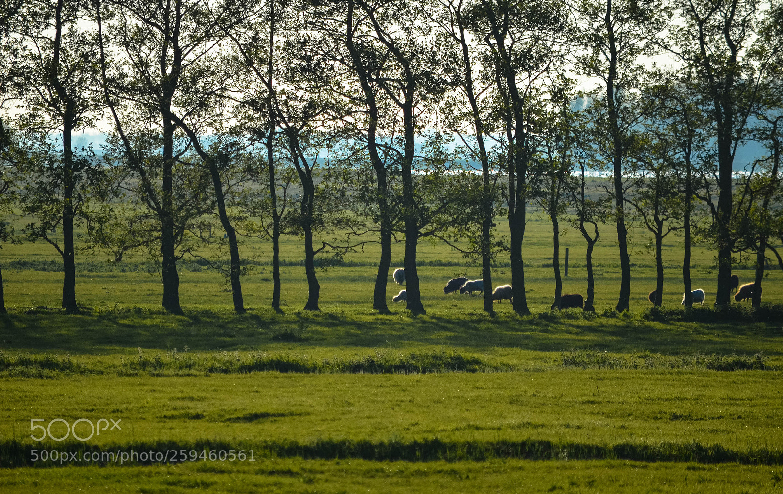 Nikon D5100 sample photo. A walk through marken photography