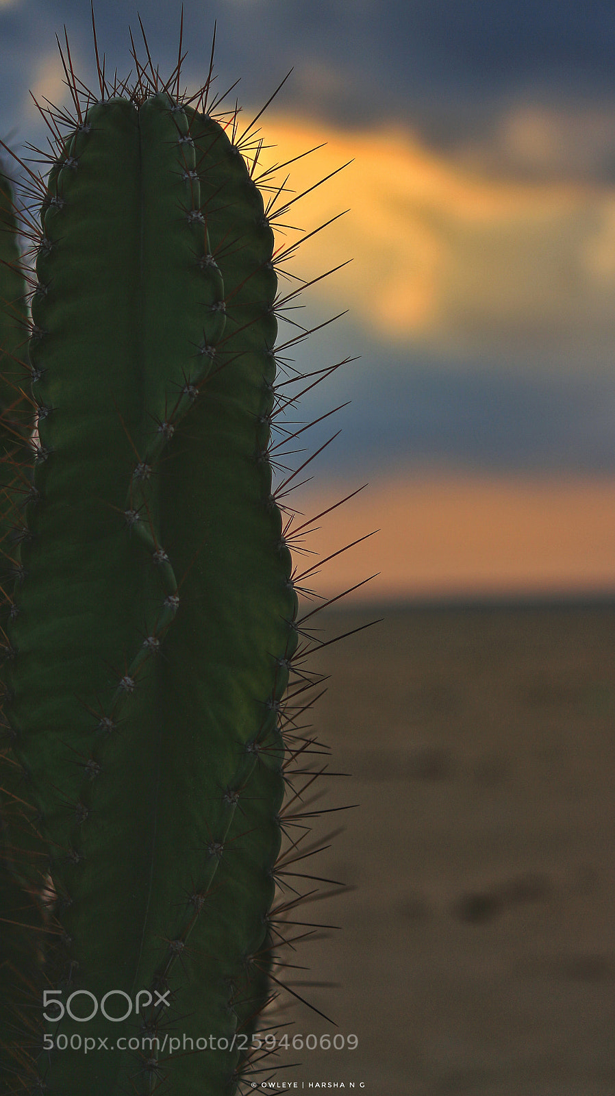 Canon EOS 700D (EOS Rebel T5i / EOS Kiss X7i) sample photo. The sunset photography