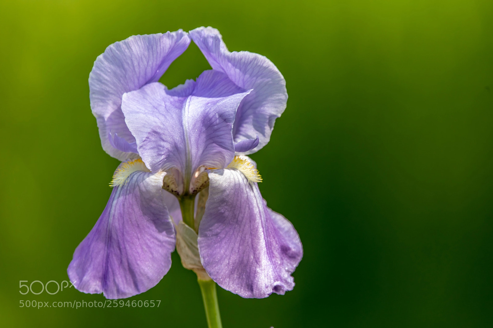 Canon EOS 5D Mark IV sample photo. The solo orchid photography