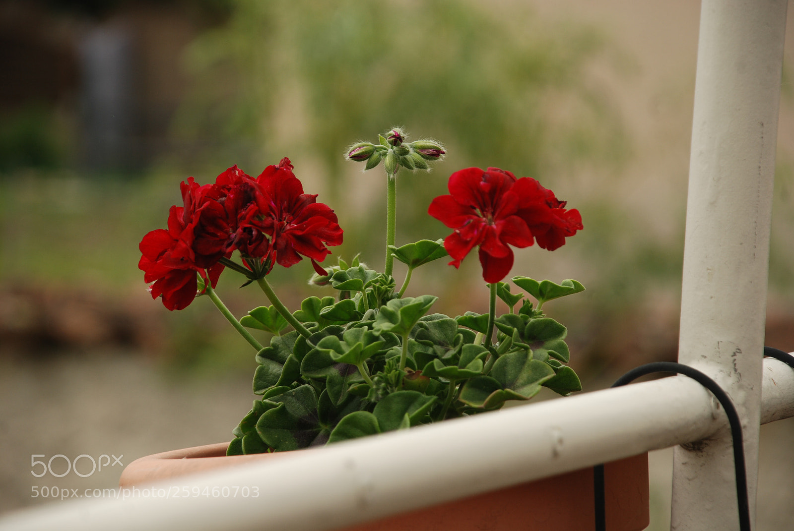 Nikon D80 sample photo. Blooming geranium photography