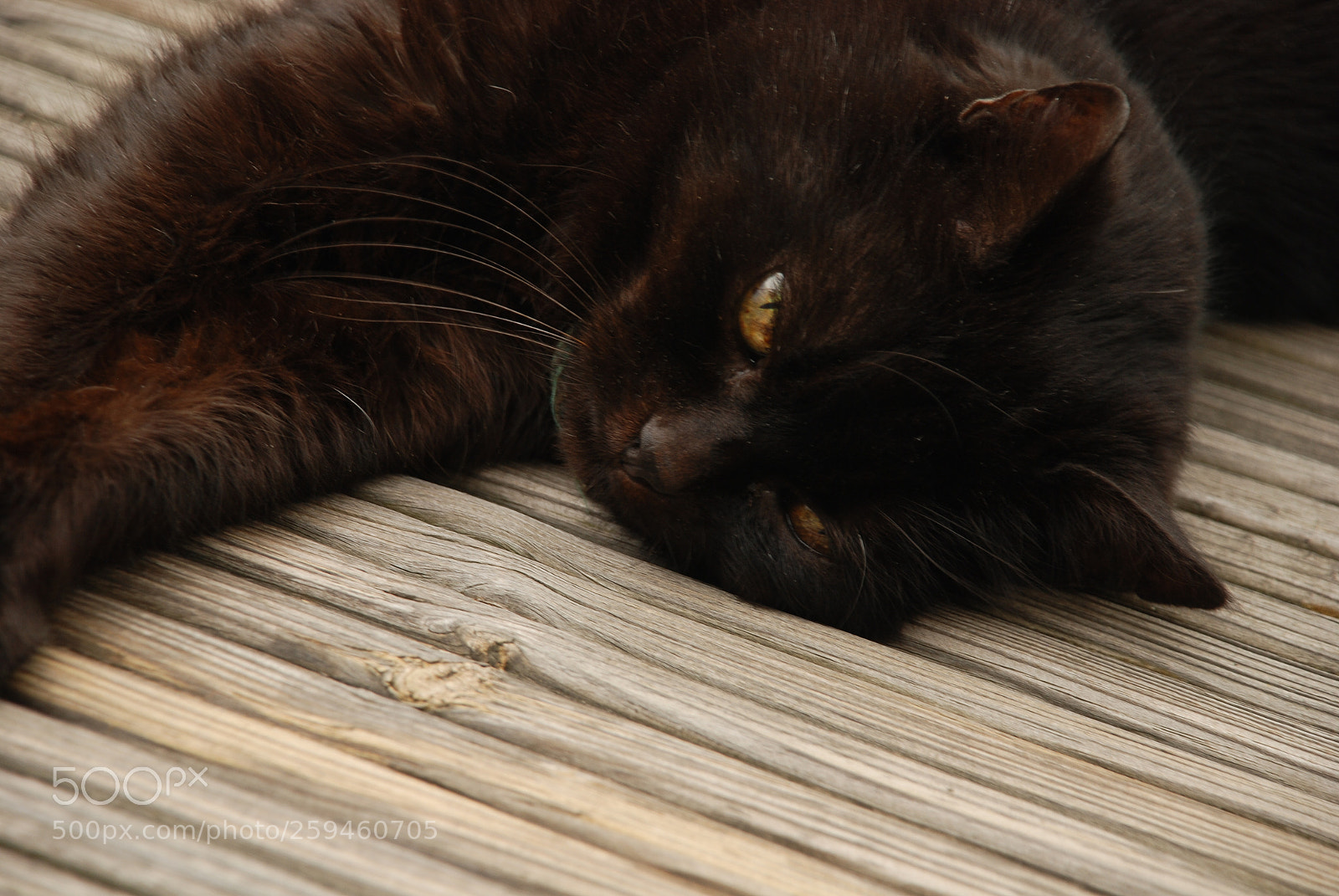 Nikon D80 sample photo. Resting cat photography