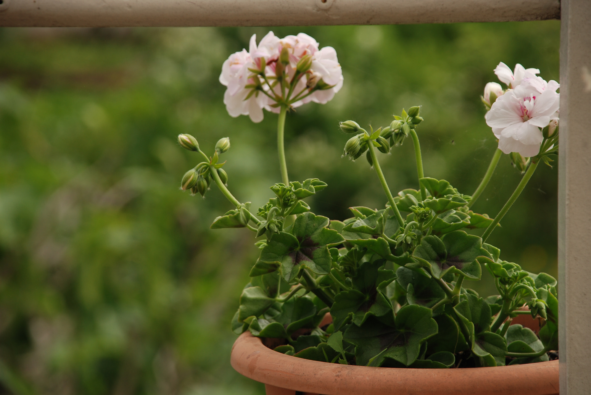 Nikon D80 sample photo. Garden overview photography