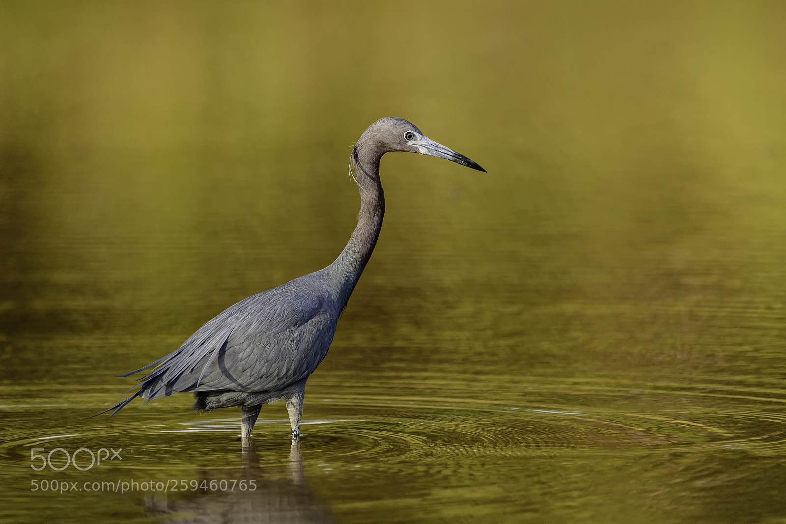 Nikon D850 sample photo. On golden pond photography