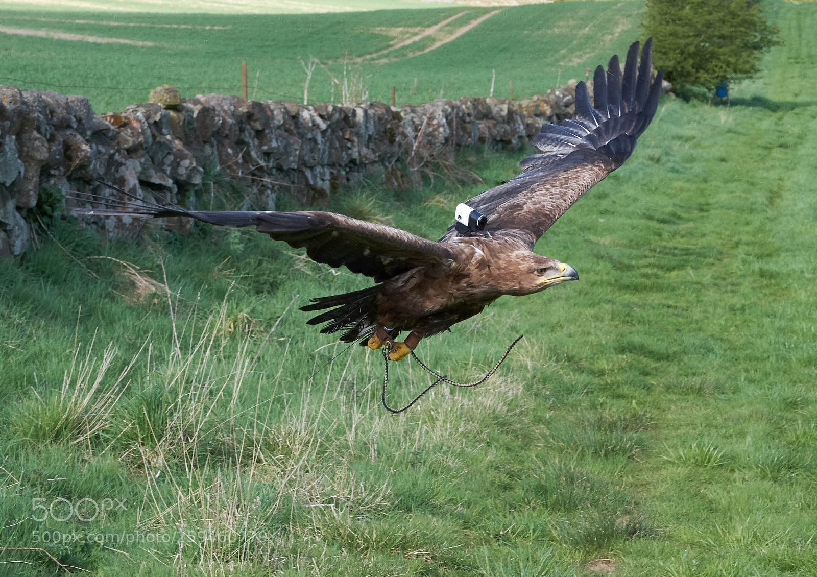 Fujifilm X-T2 sample photo. Elite falconry scotland photography