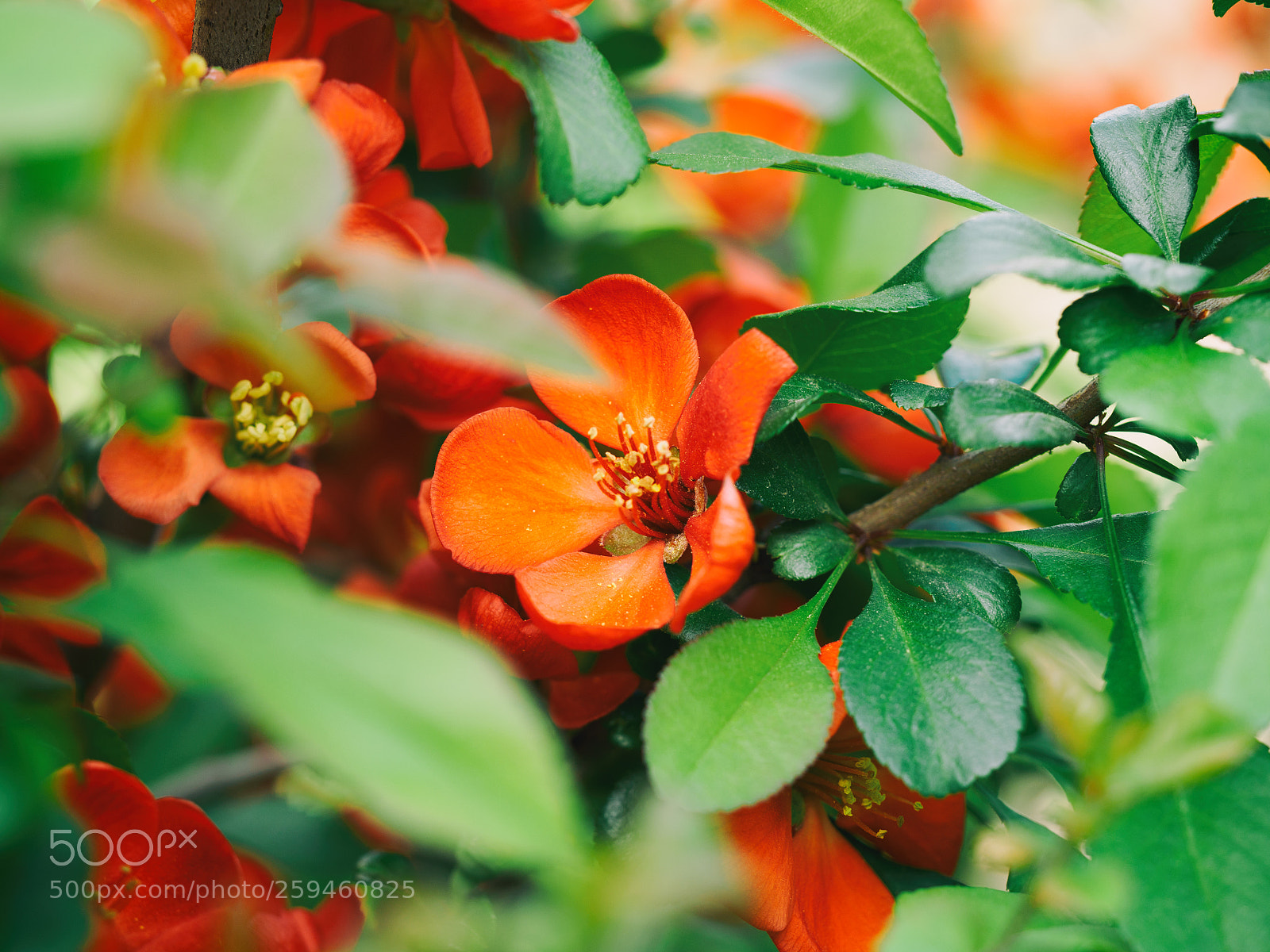 Olympus OM-D E-M5 II sample photo. Red spring flower photography