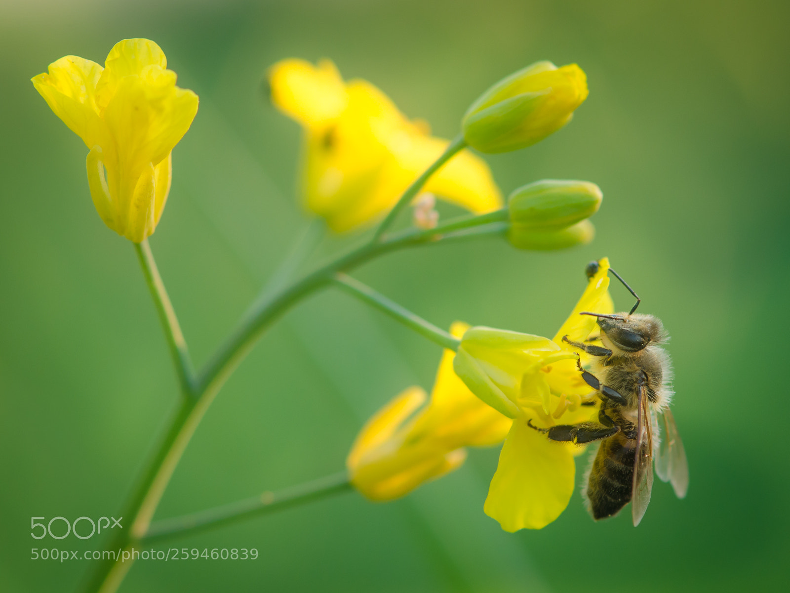 Nikon D5100 sample photo. _...-0533.jpg photography