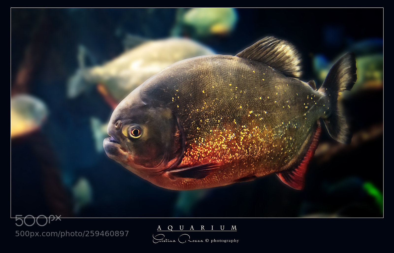 Nikon D750 sample photo. Aquarium photography