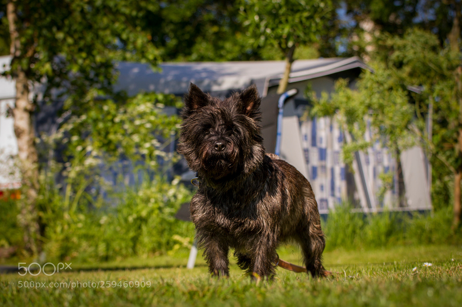 Canon EOS 7D sample photo. Who let that dog photography