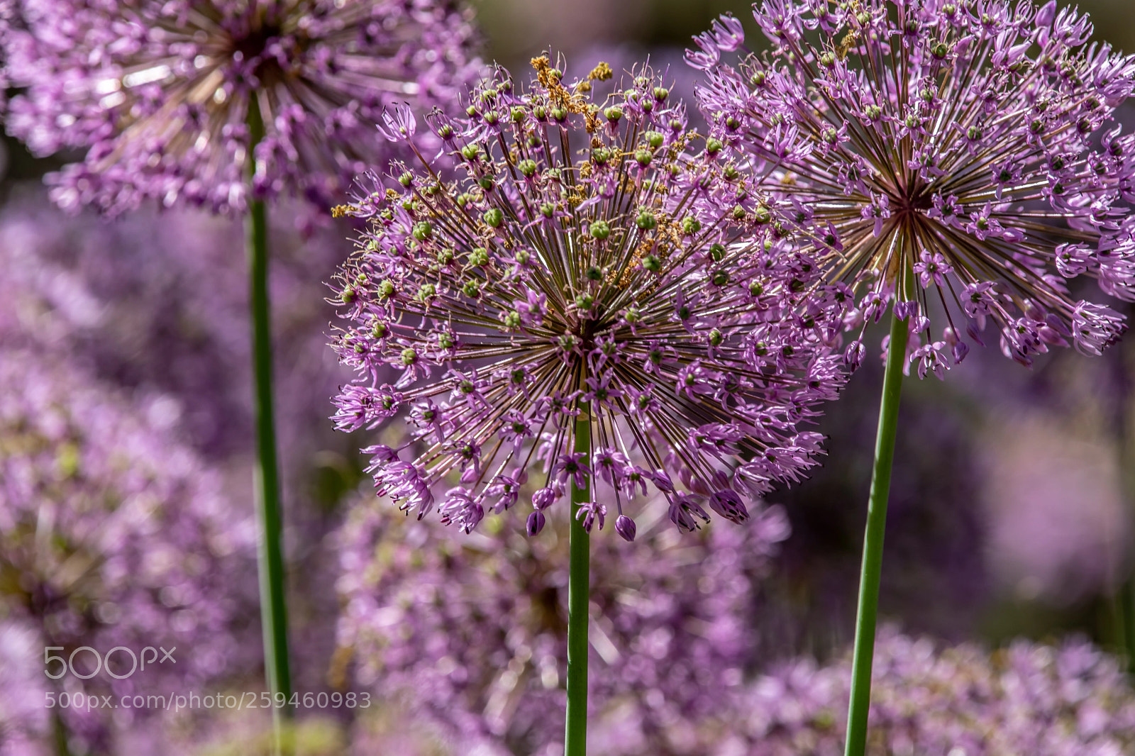 Canon EOS 5D Mark IV sample photo. Purple rush photography