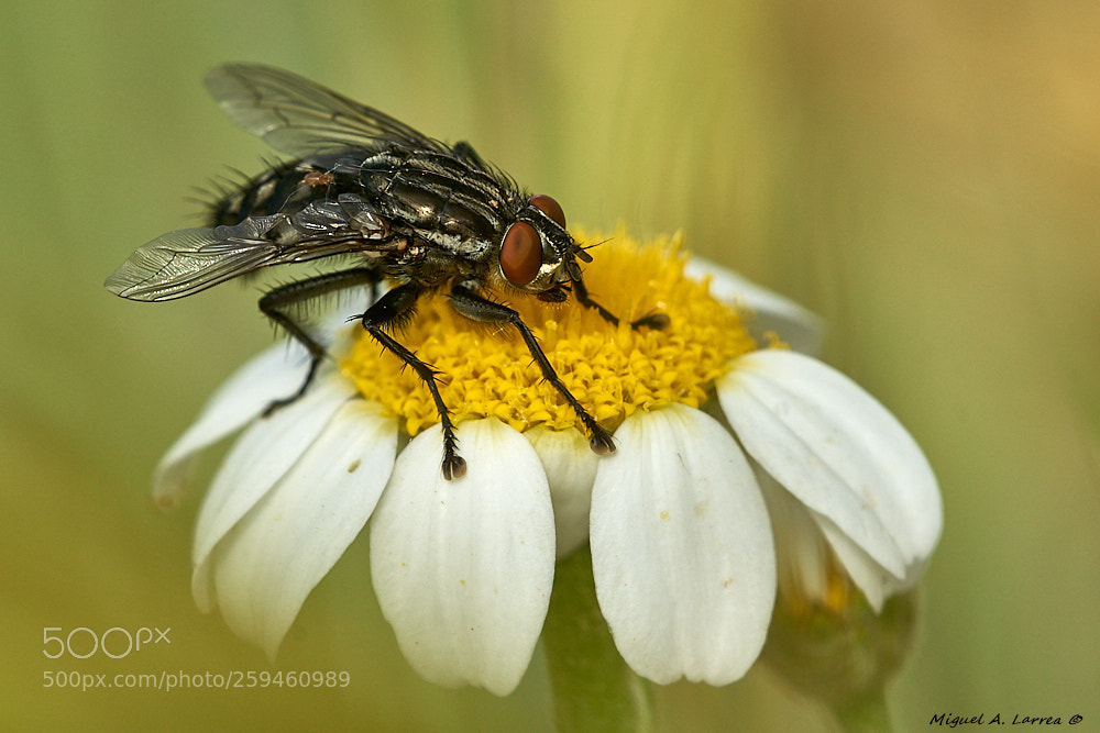 Sony ILCA-77M2 sample photo. Fly photography