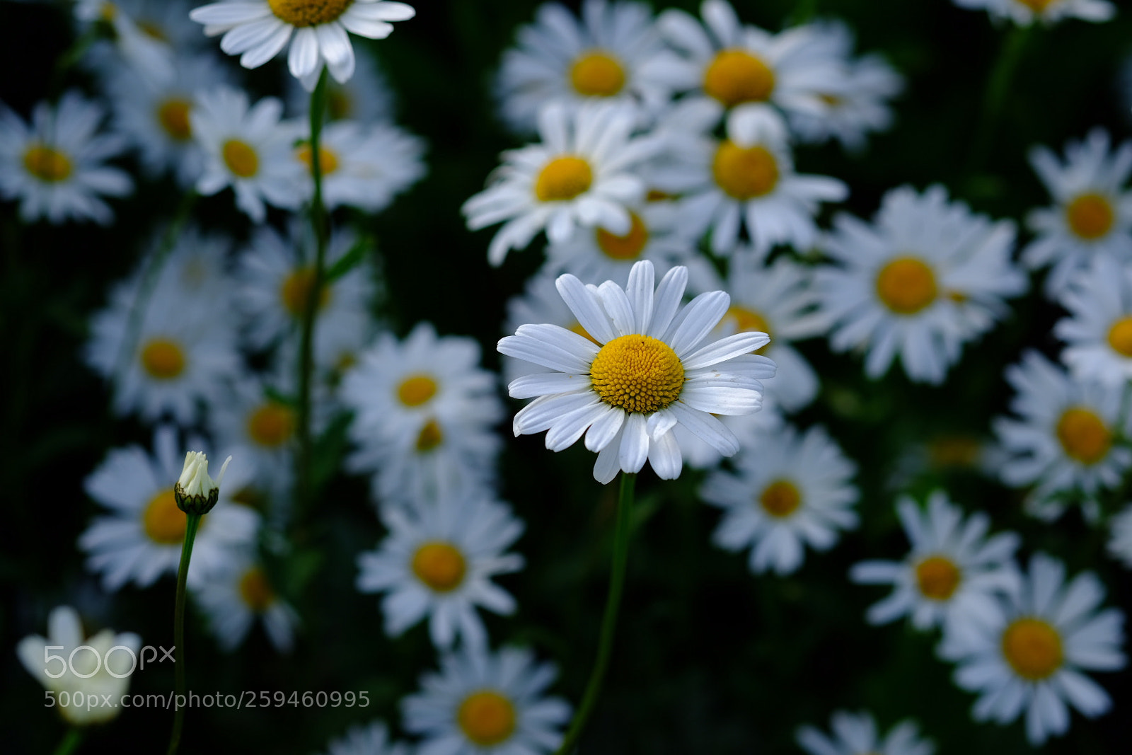 Fujifilm X-E3 sample photo. Together photography
