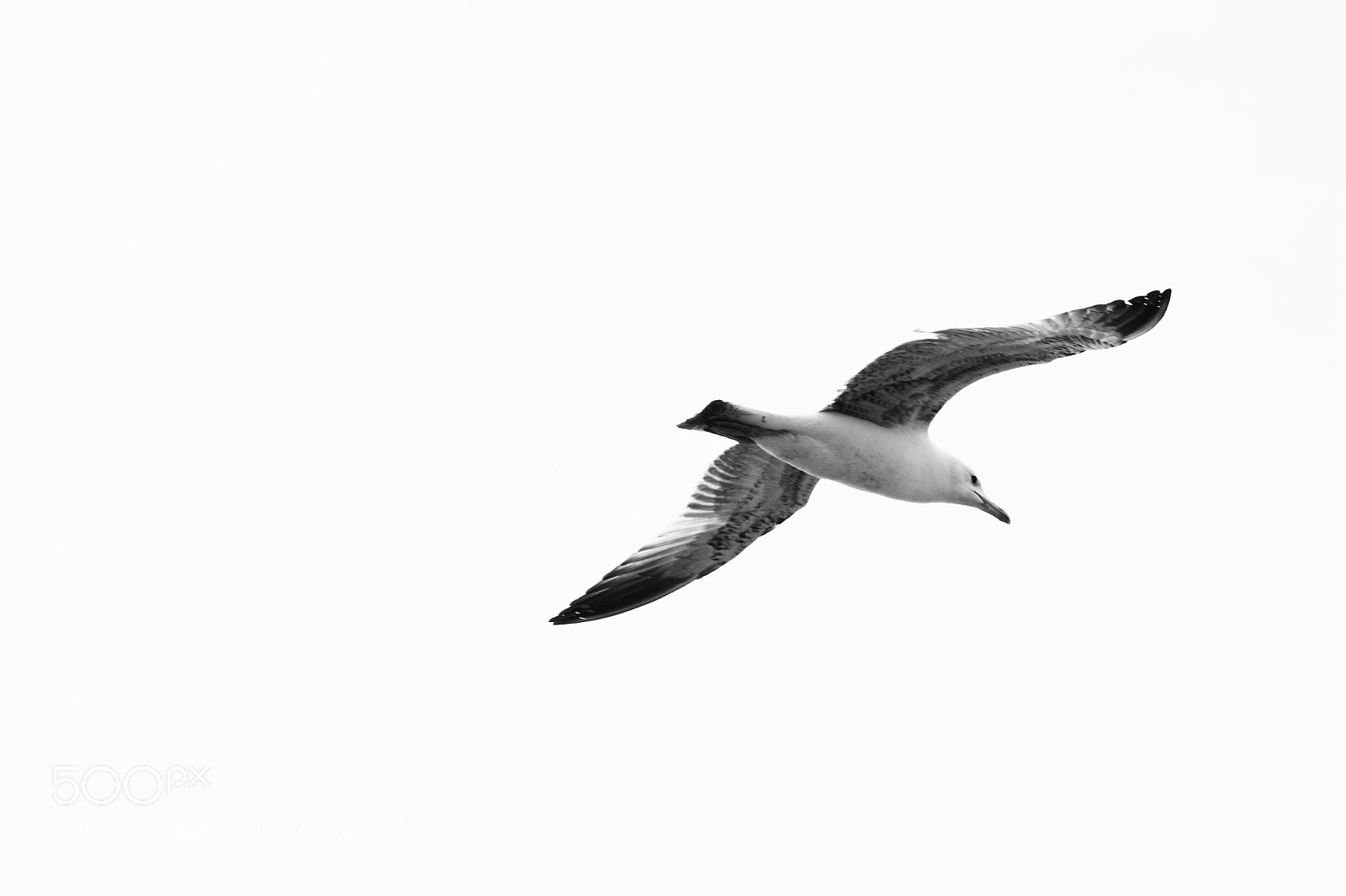 Canon EOS 450D (EOS Rebel XSi / EOS Kiss X2) sample photo. Seagull photography