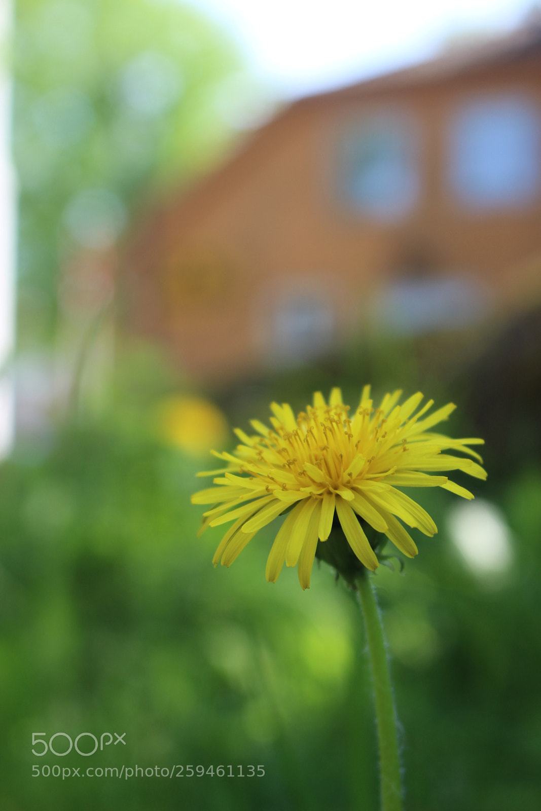 Canon EOS 700D (EOS Rebel T5i / EOS Kiss X7i) sample photo. Untitled photography