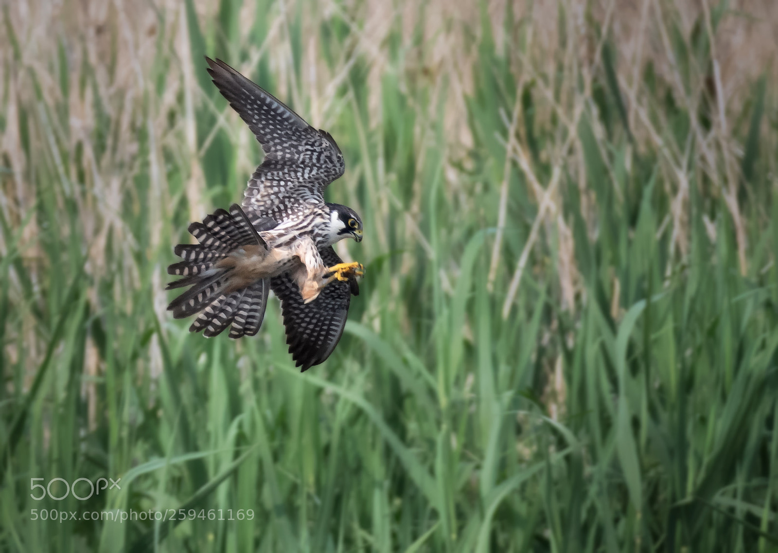 Nikon D850 sample photo. Hobby strike photography