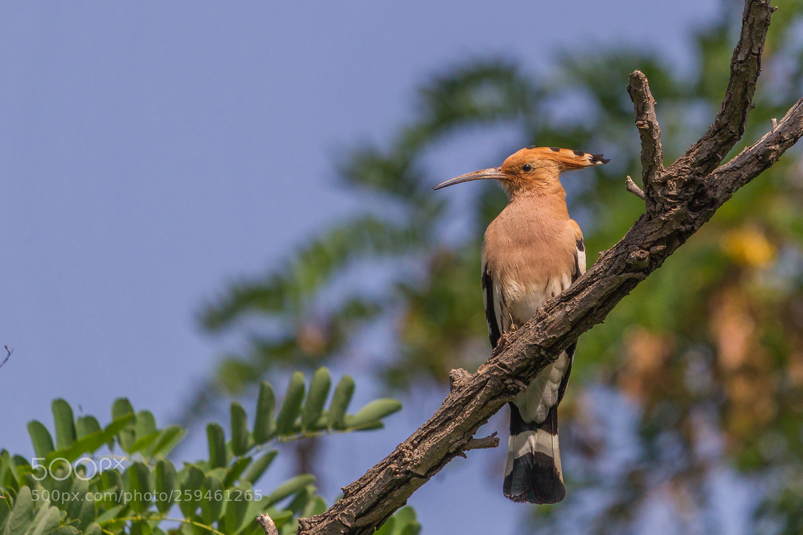 Canon EOS-1D Mark IV sample photo. Portrait of a hoopoe photography