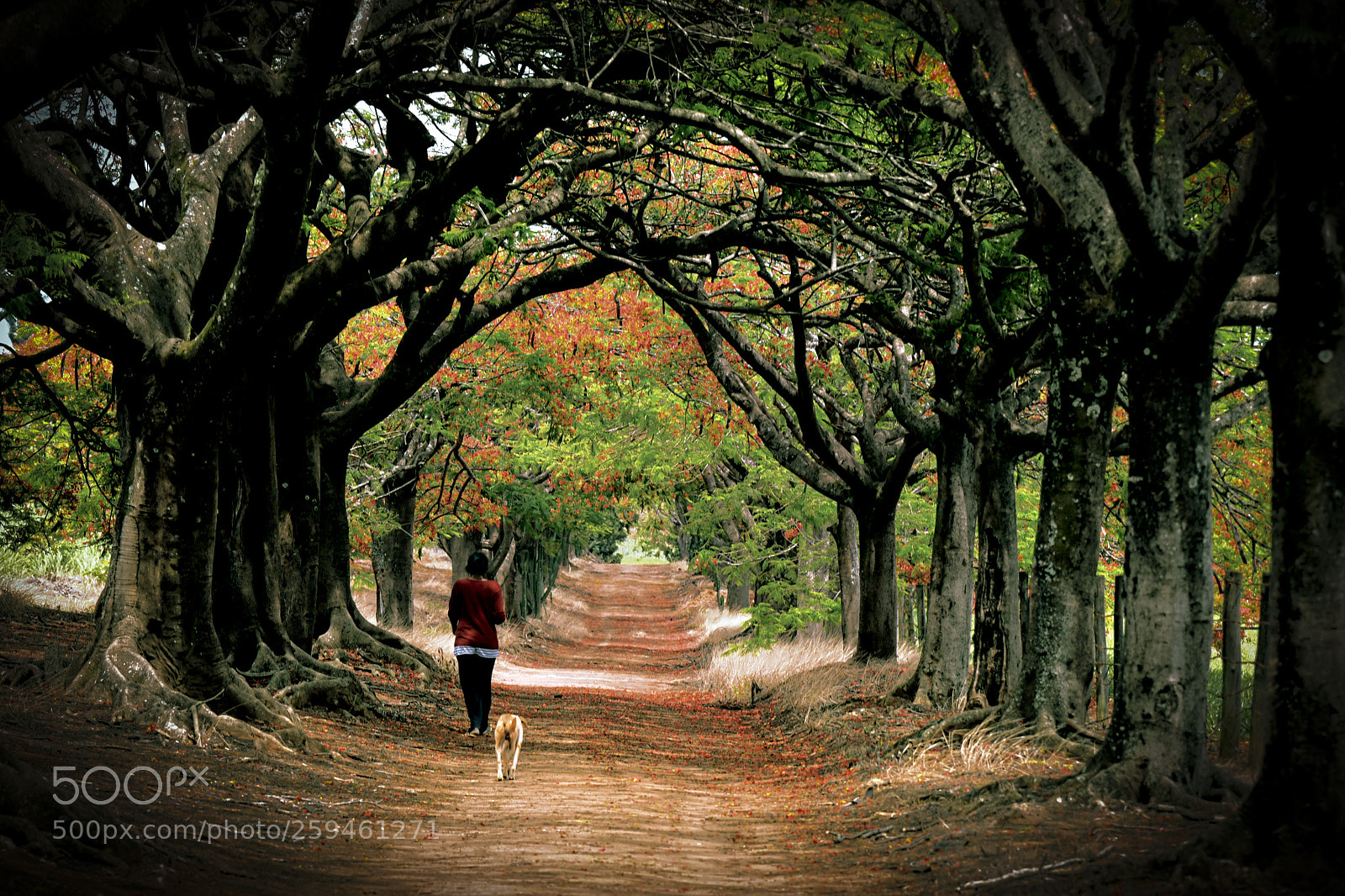 Nikon D750 sample photo. Beautiful road photography