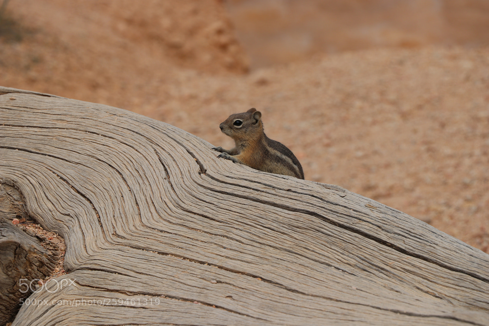 Canon EOS 80D sample photo. Chipmunk chilling on tree photography