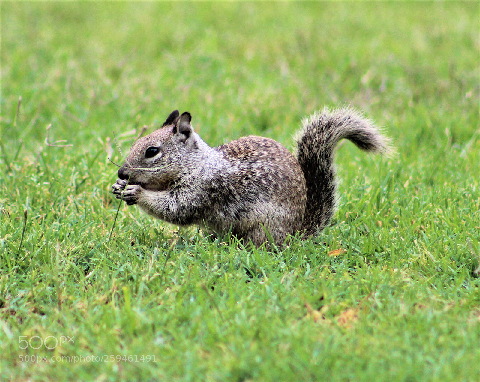 Canon EOS 1300D (EOS Rebel T6 / EOS Kiss X80) sample photo. Young ground squirrel in photography