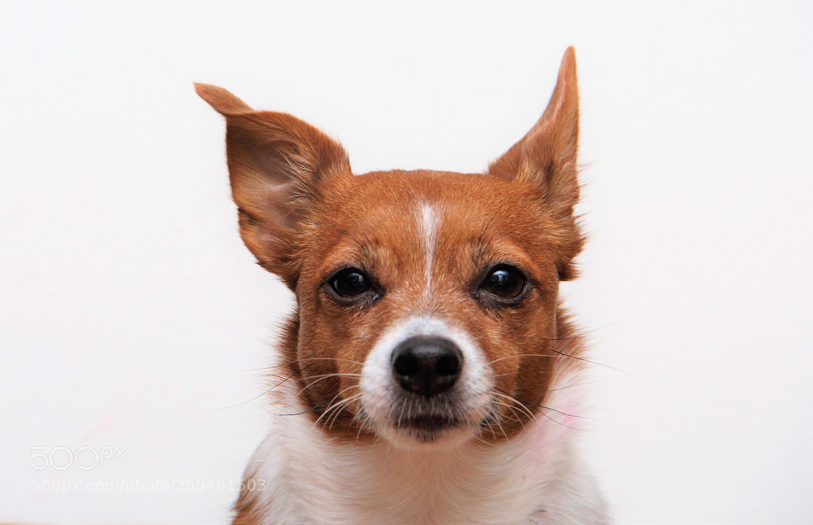 Canon EOS 60D sample photo. Dog photography