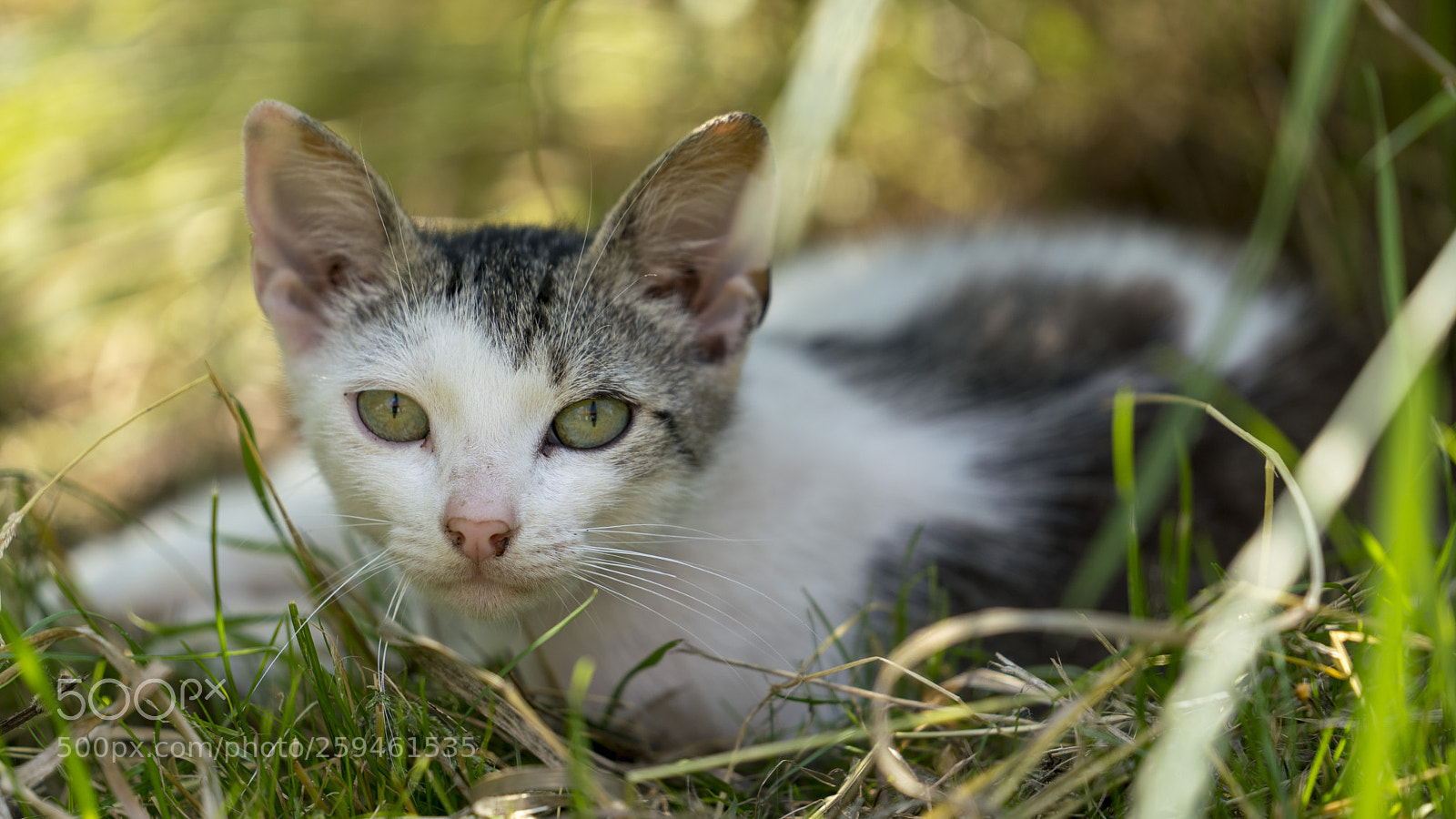 Sony a7R III sample photo. Slovak cat photography