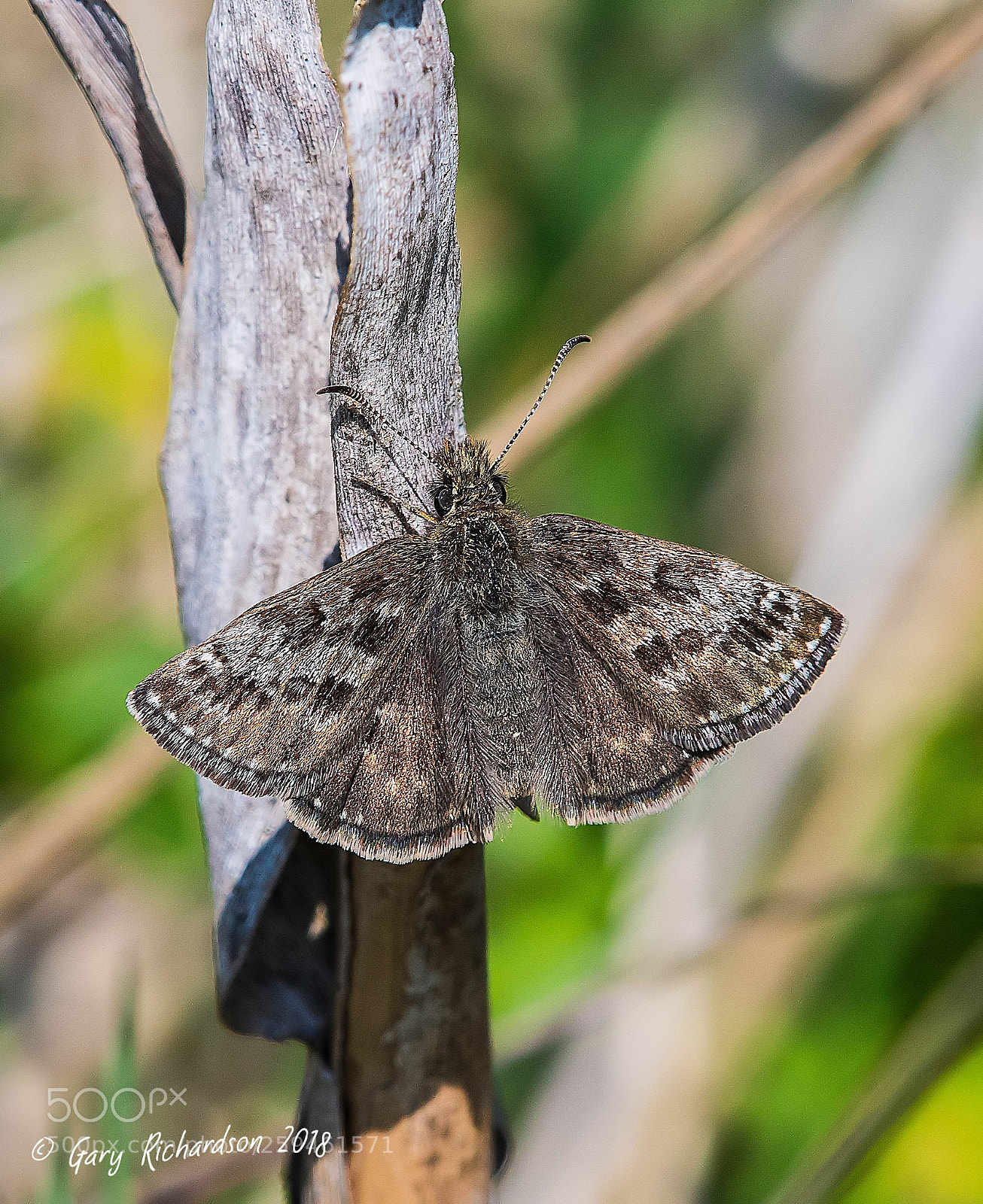 Nikon D500 sample photo. Dingy skipper photography