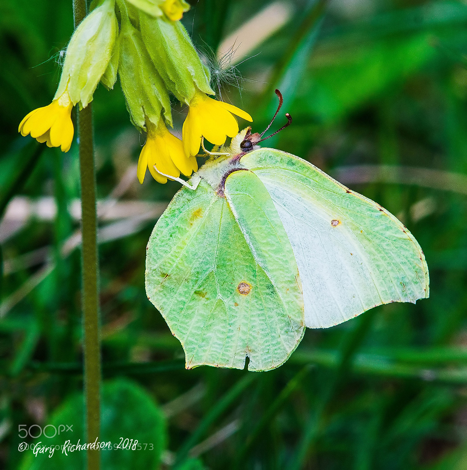 Nikon D500 sample photo. Brimstone photography