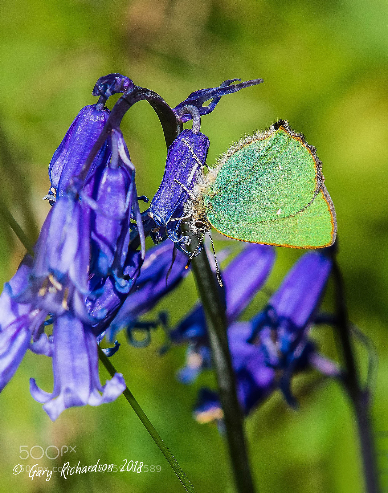 Nikon D500 sample photo. Green hairstreak photography