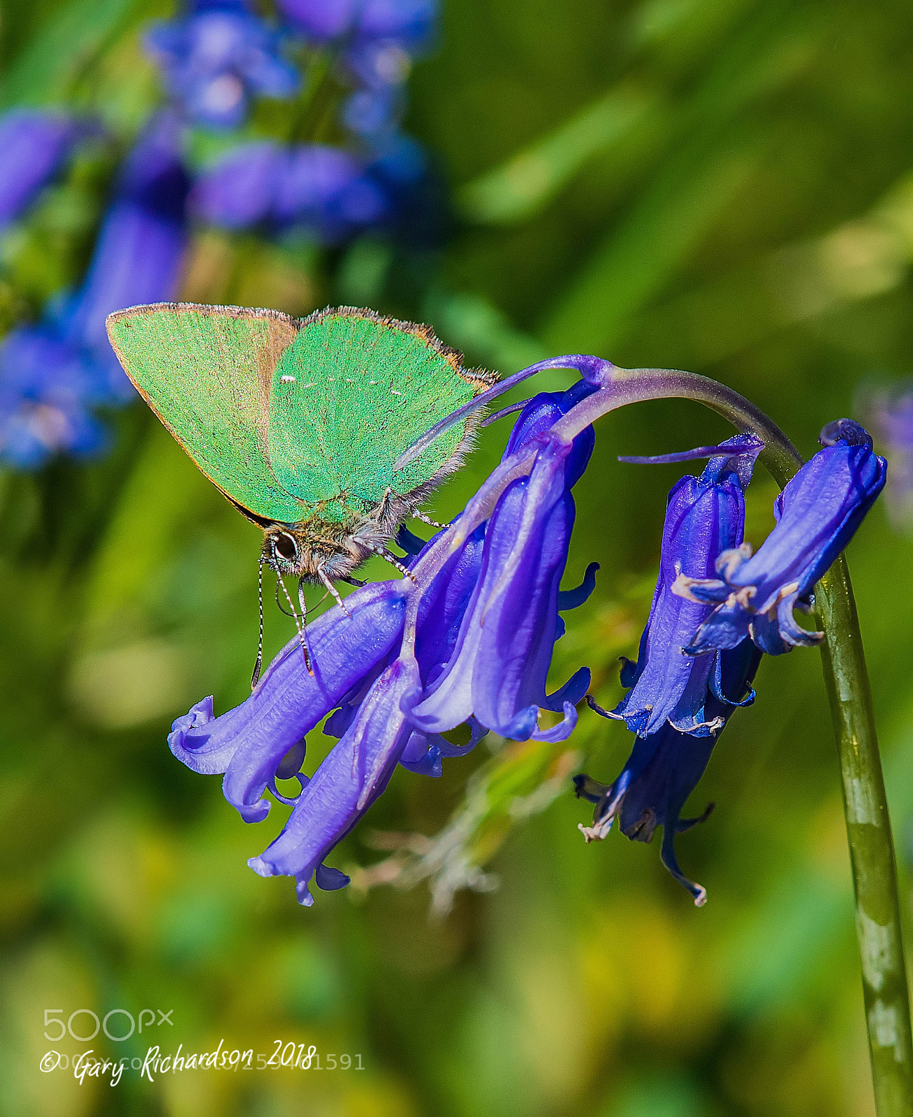 Nikon D500 sample photo. Green hairstreak photography
