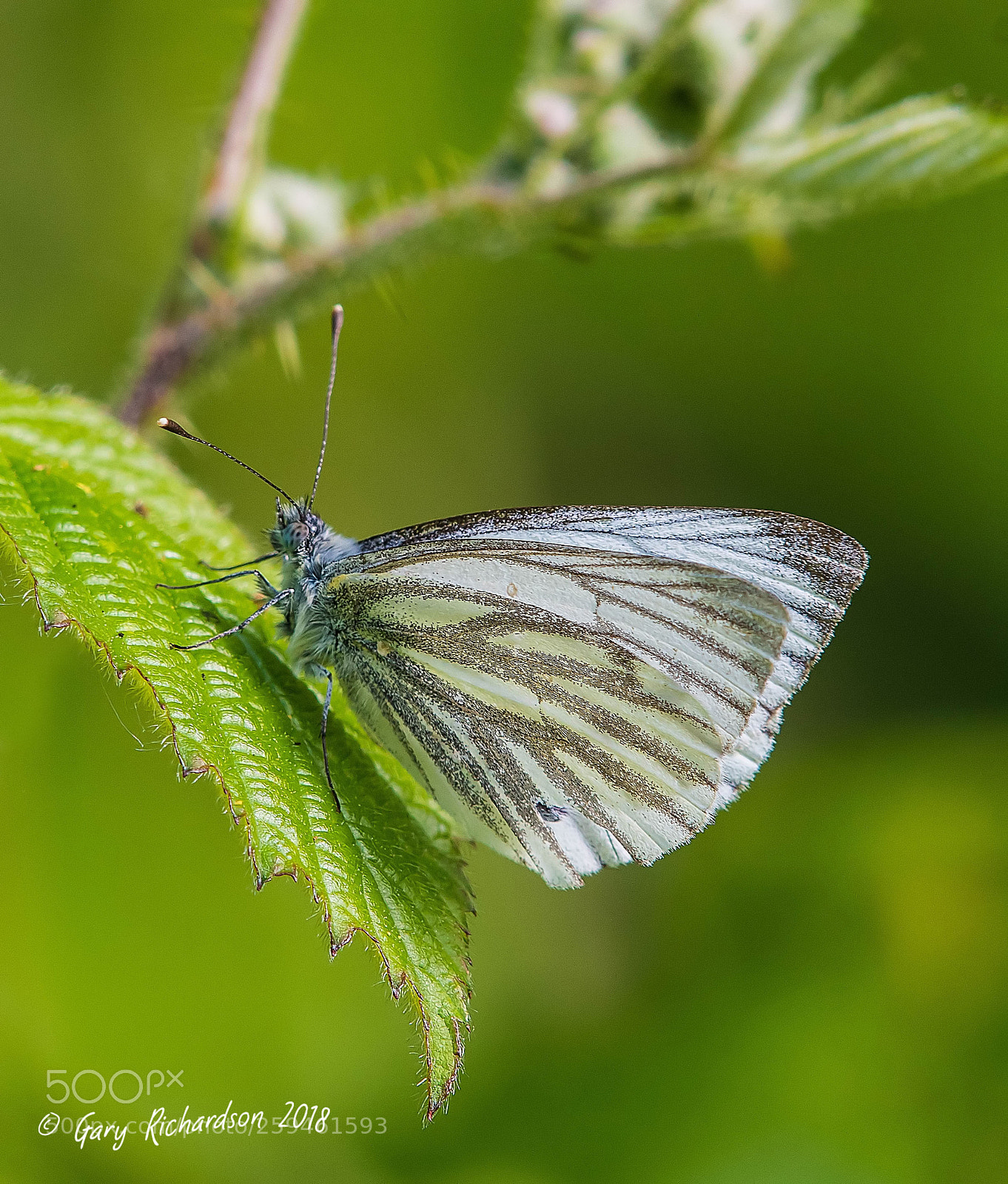 Nikon D500 sample photo. Green veined white photography