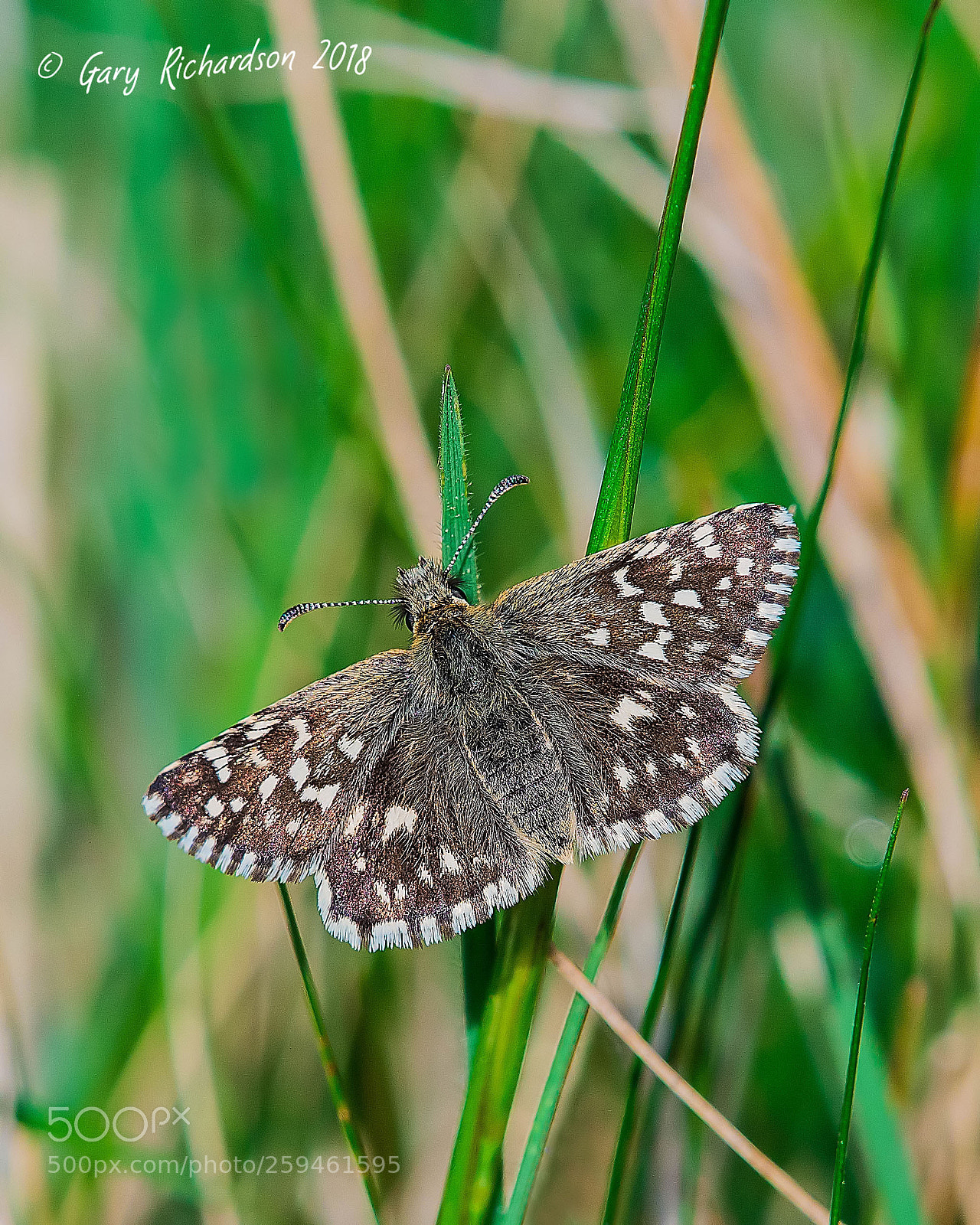 Nikon D500 sample photo. Grizzled skipper photography