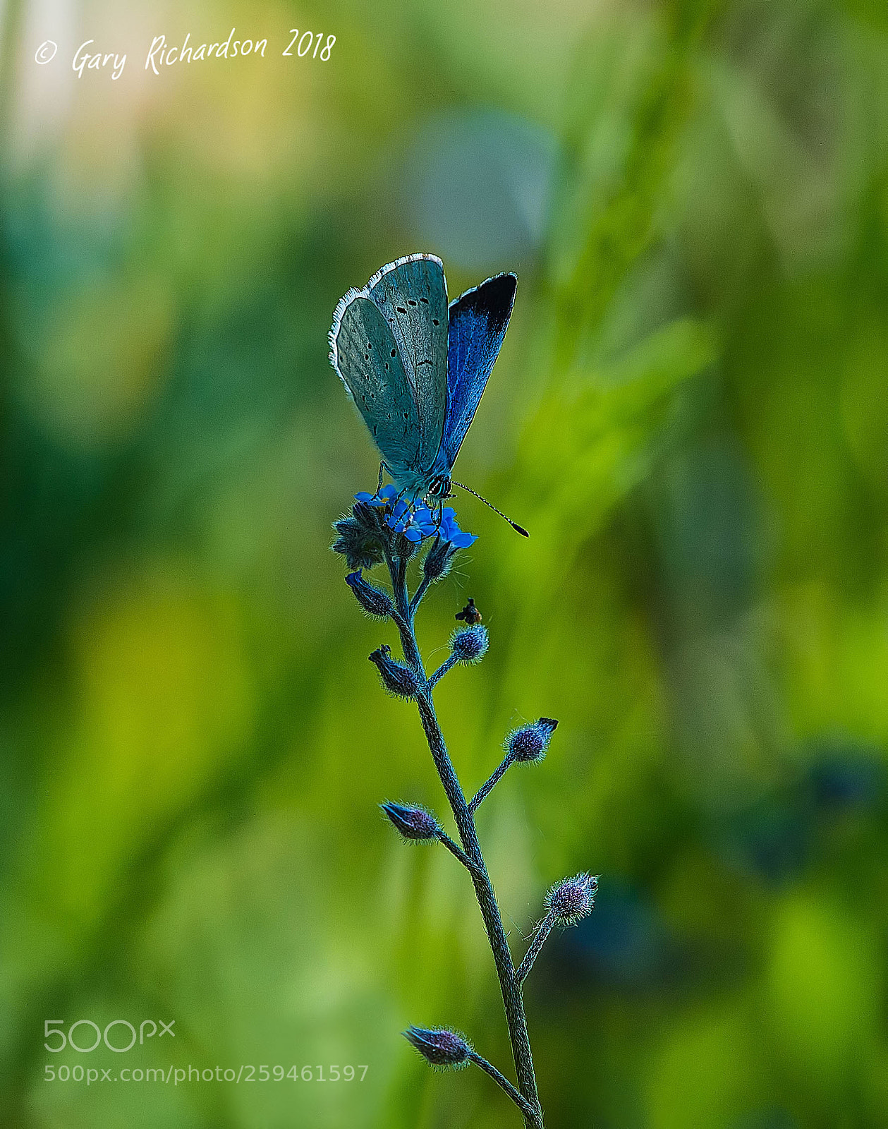 Nikon D4S sample photo. Holly blue photography