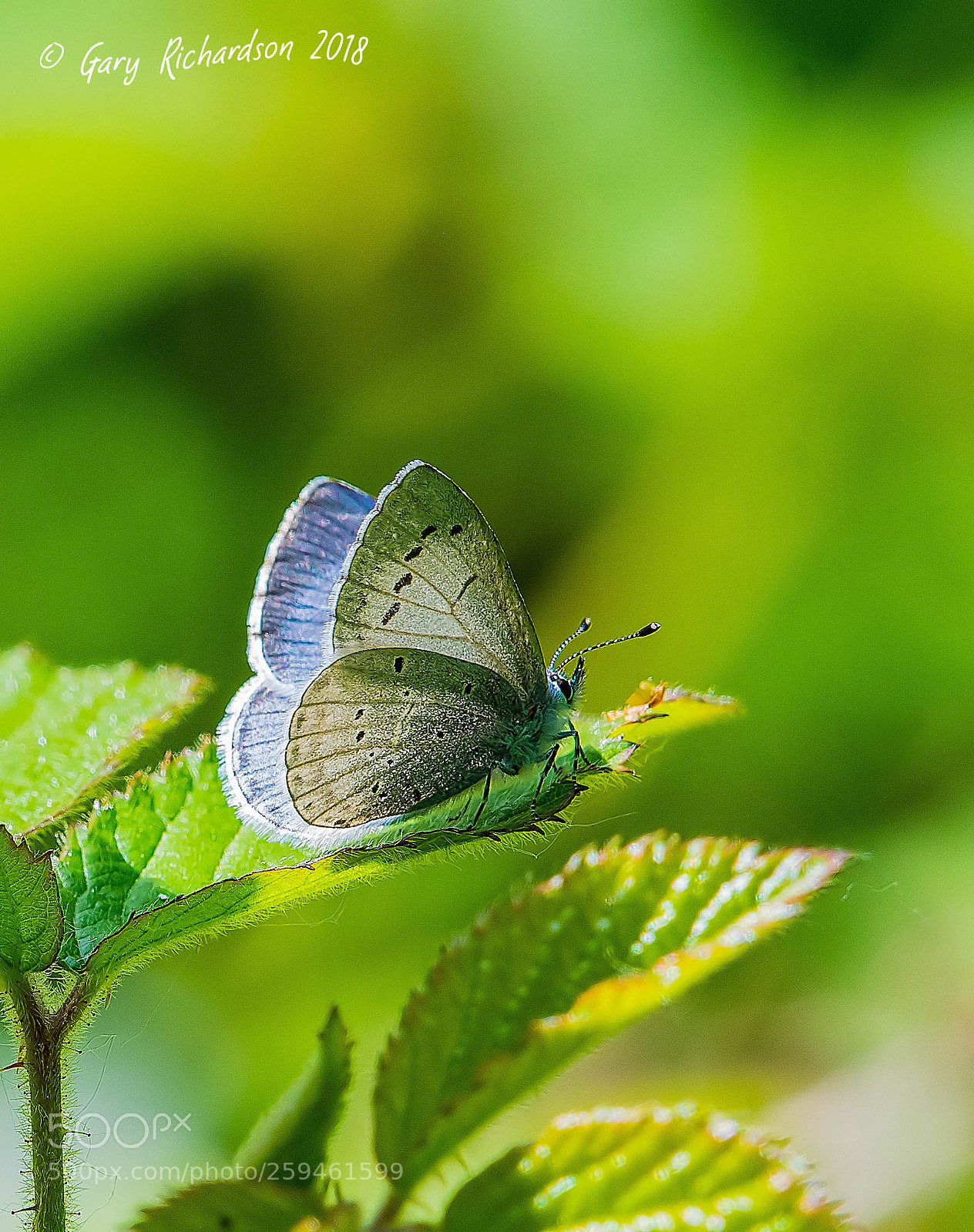 Nikon D500 sample photo. Holly blue photography