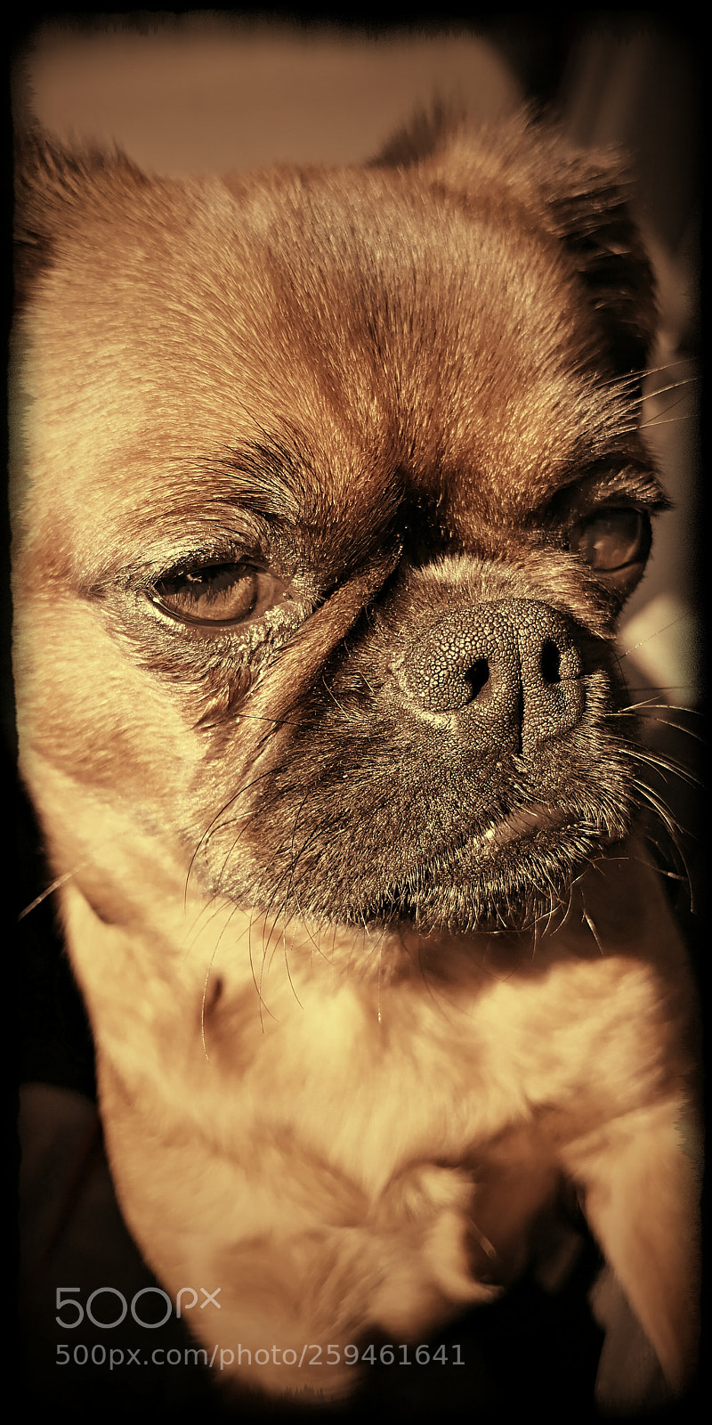 HUAWEI Mate 10 Pro sample photo. Brabancon  baby dog photography
