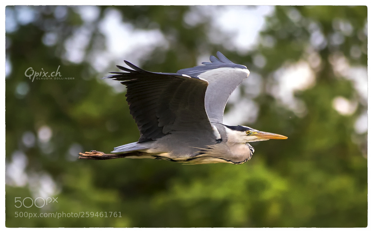 Canon EOS 80D sample photo. Reiherflug photography