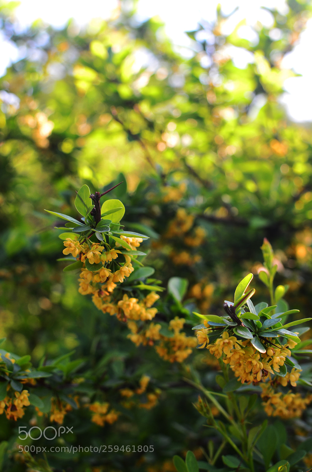Nikon D5100 sample photo. 9 photography