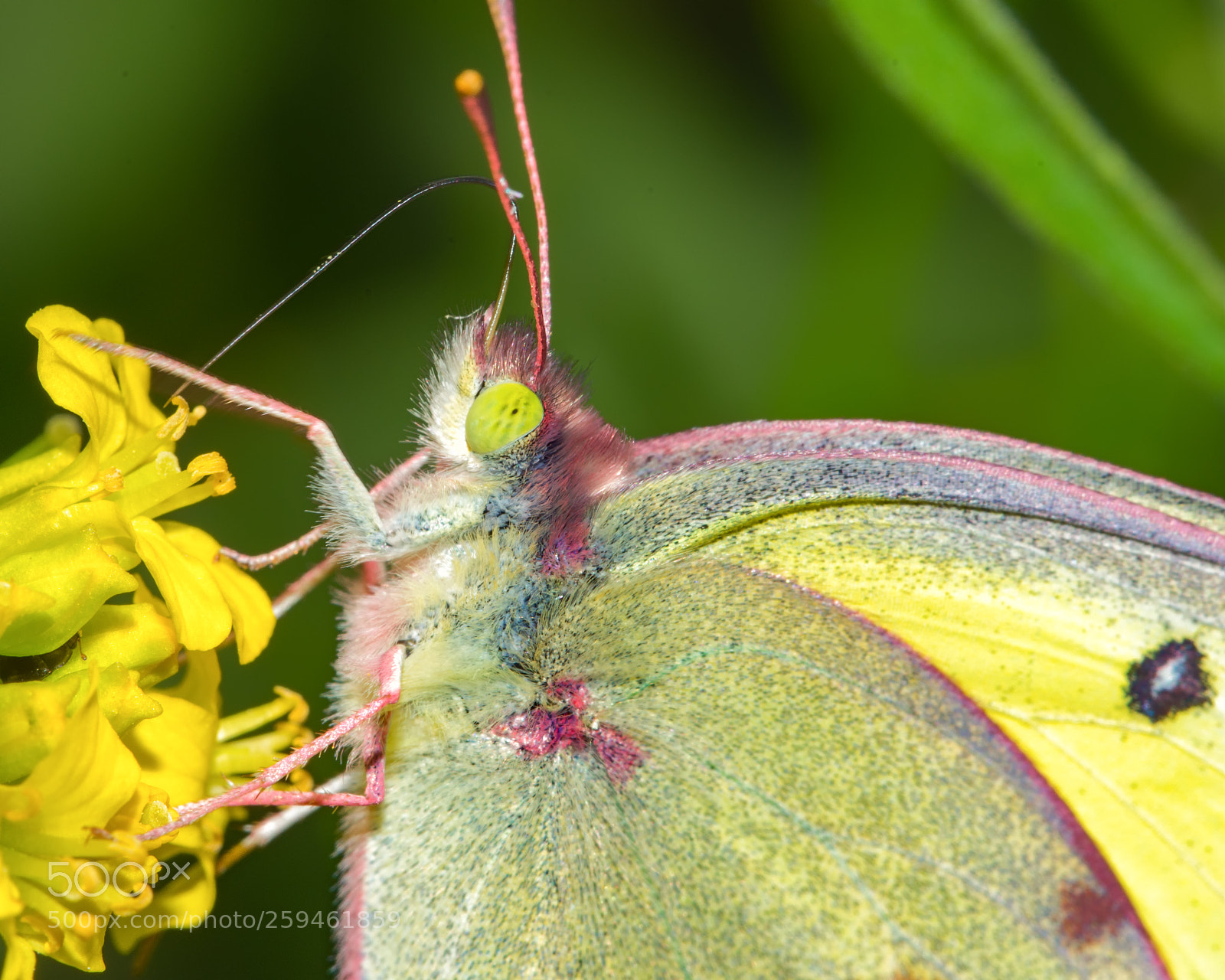 Nikon D7200 sample photo. Orange sulphur detail photography