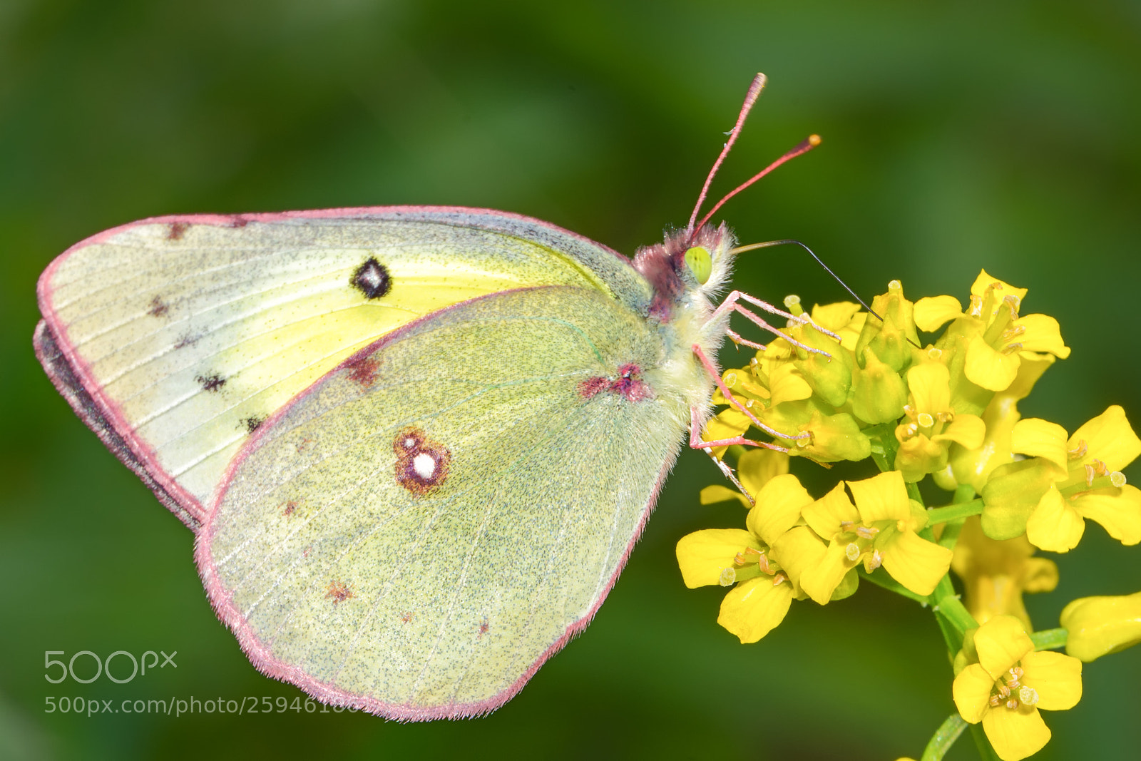 Nikon D7200 sample photo. Orange sulphur photography