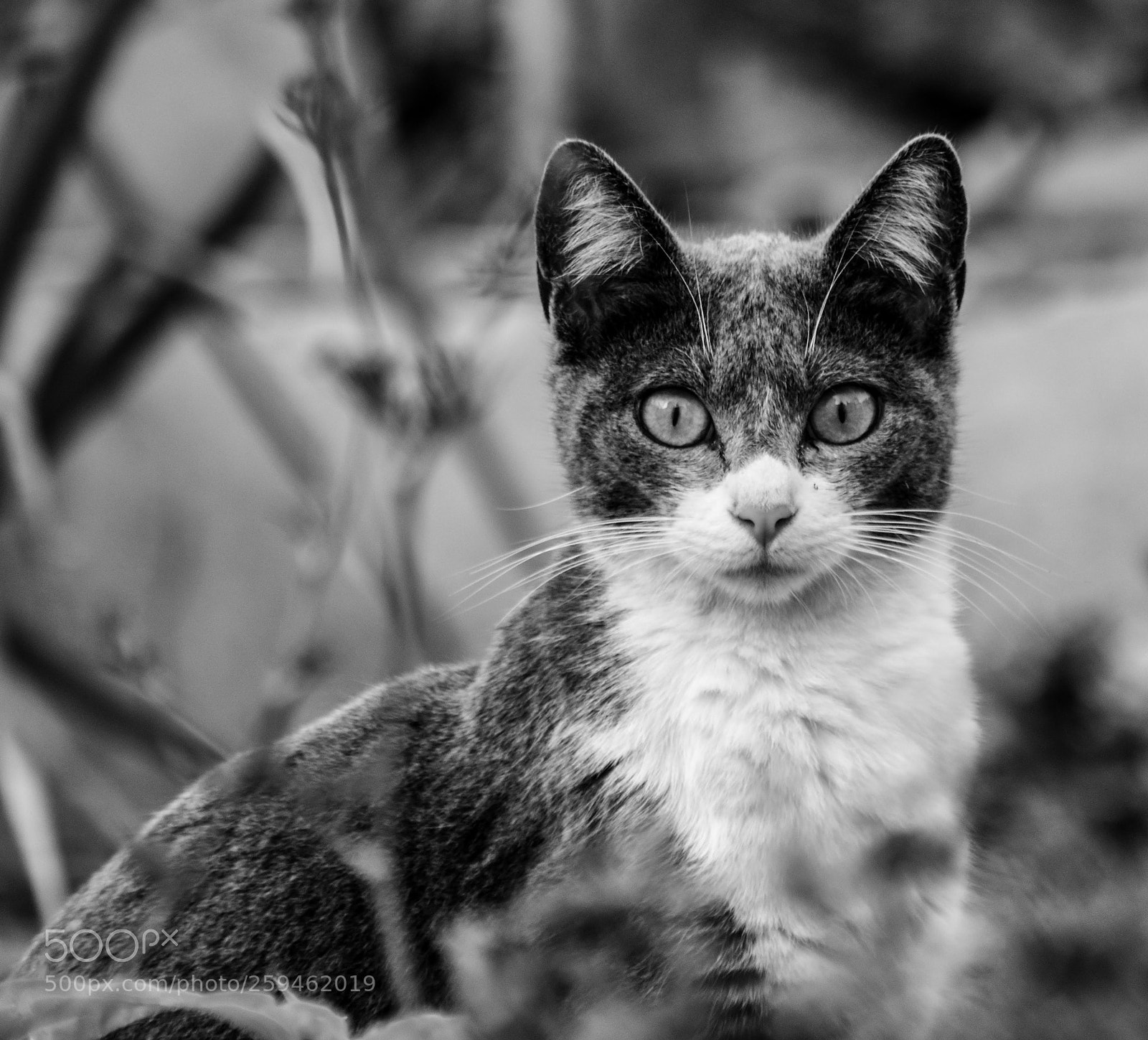 Nikon D3400 sample photo. Lovely cat photography