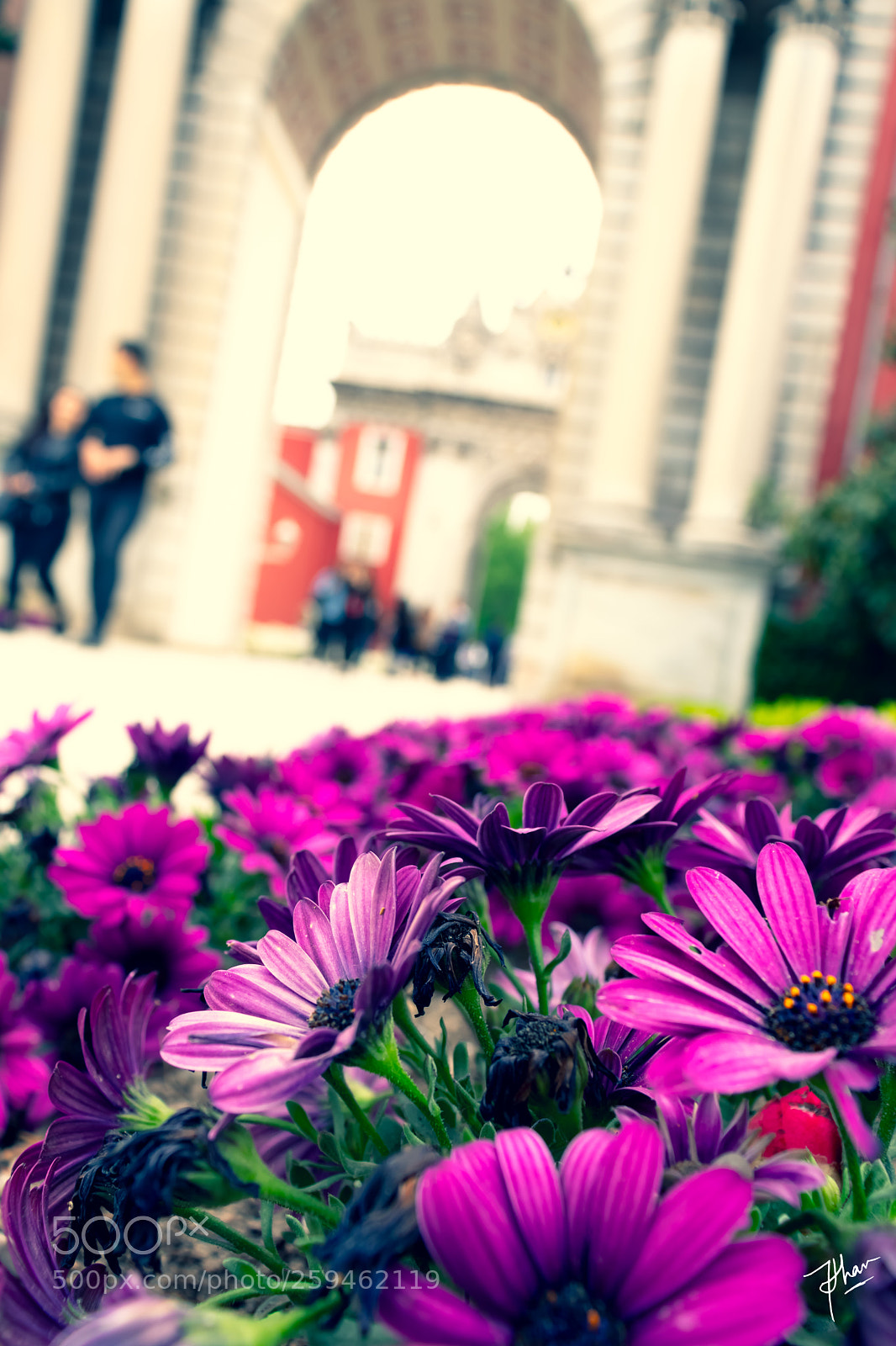 Canon EOS 800D (EOS Rebel T7i / EOS Kiss X9i) sample photo. Turkish dream photography