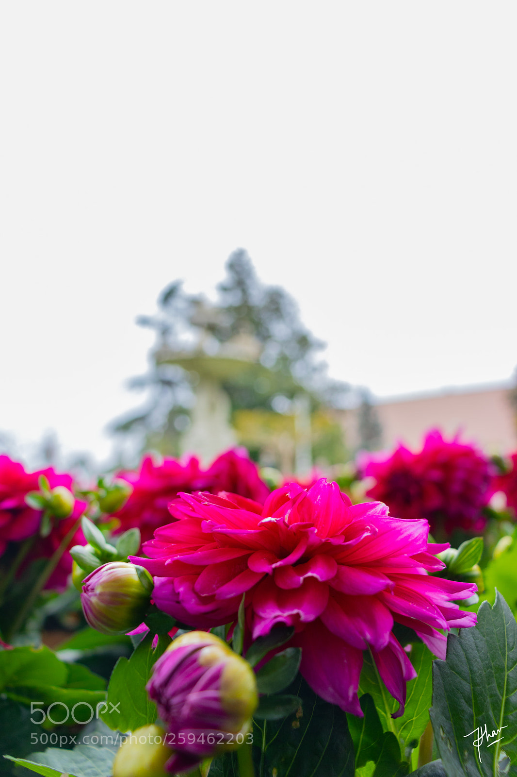 Canon EOS 800D (EOS Rebel T7i / EOS Kiss X9i) sample photo. Turkish dream photography