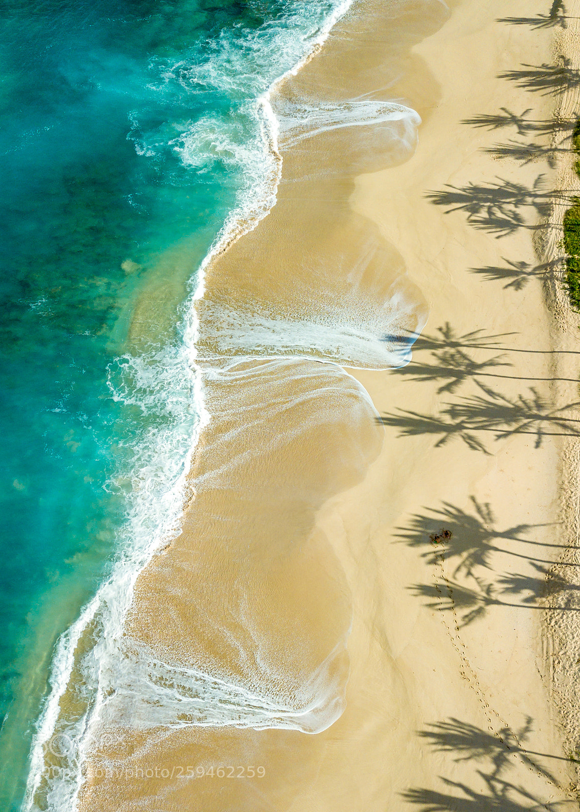 DJI FC220 sample photo. Coconut trees on tropical photography
