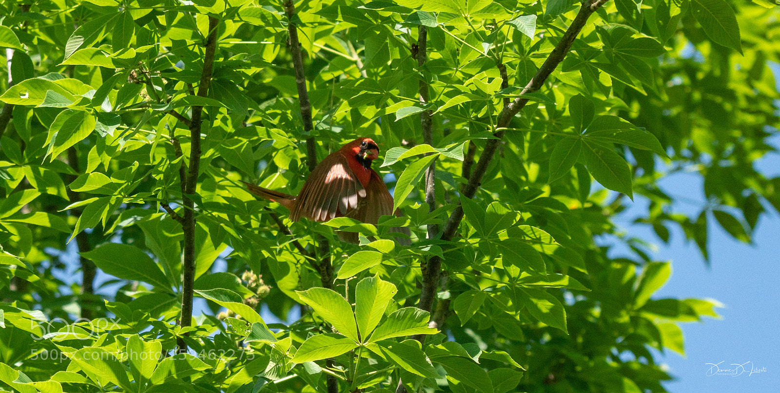 Sony ILCA-77M2 sample photo. Cardinal photography