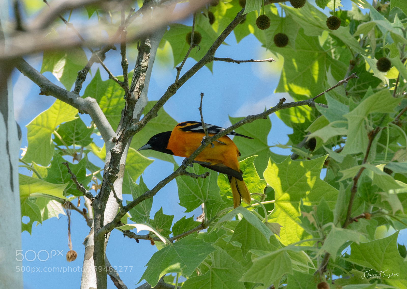 Sony ILCA-77M2 sample photo. Oriole photography