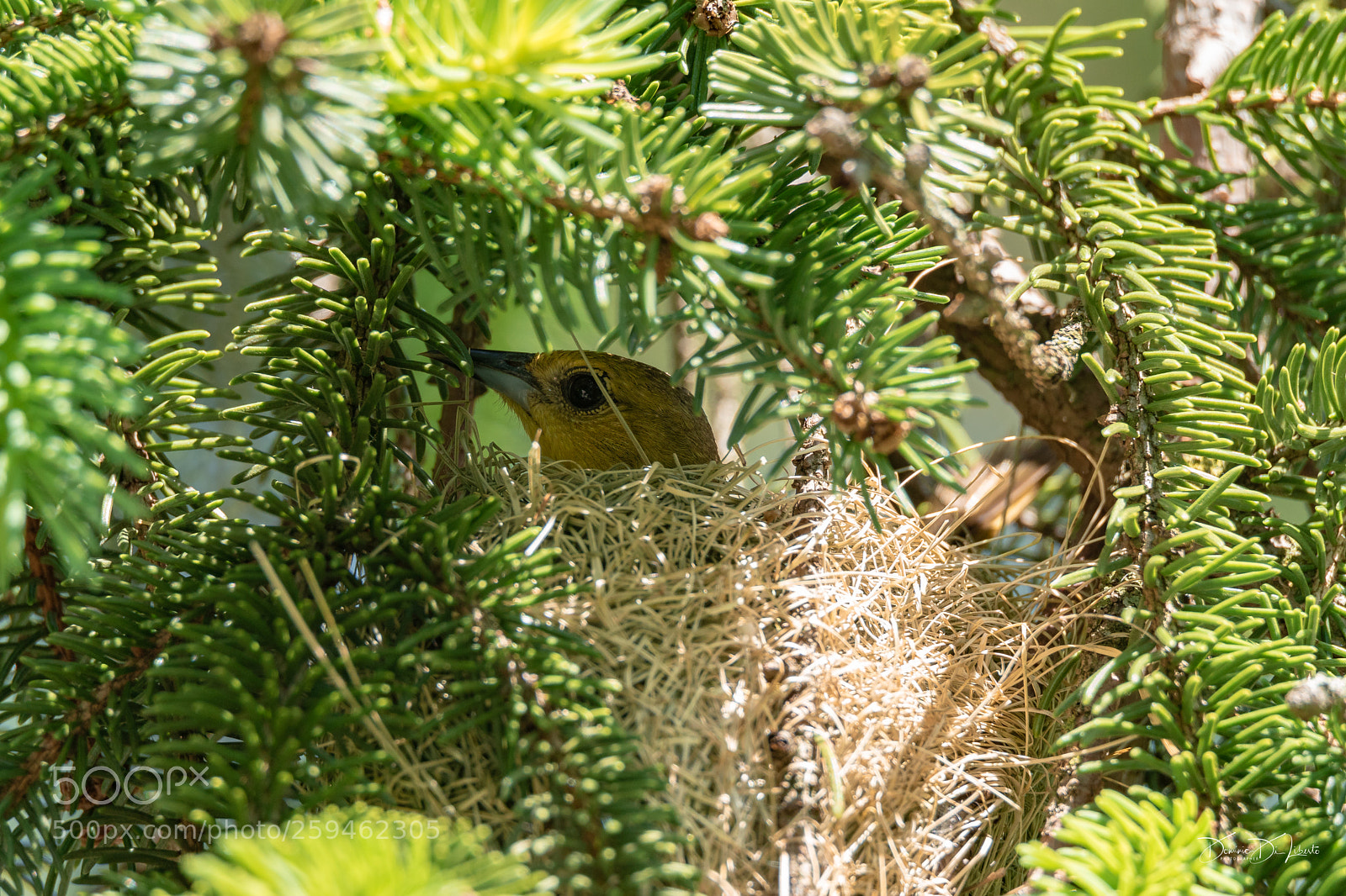 Sony ILCA-77M2 sample photo. Nesting bird photography