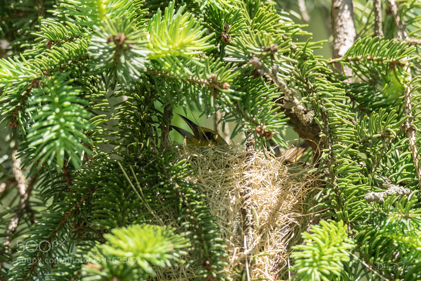 Sony ILCA-77M2 sample photo. Nesting bird photography