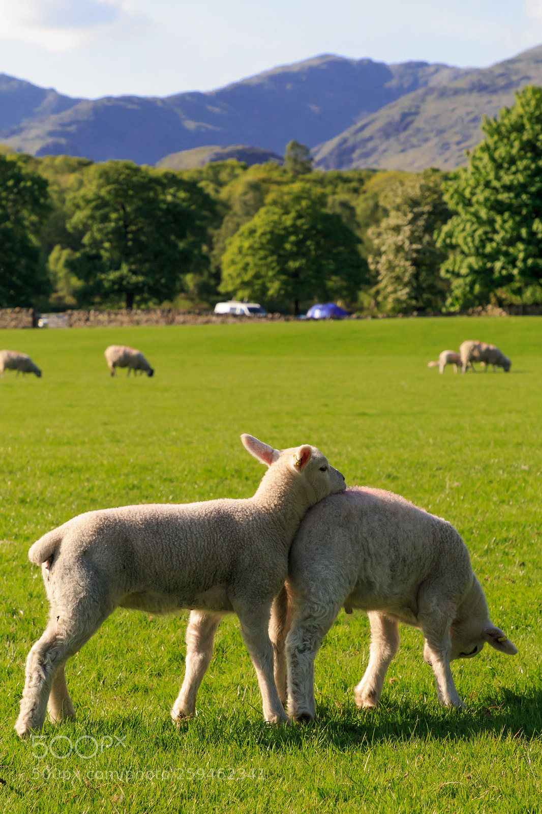 Canon EOS 6D sample photo. Sheep_lake district uk photography